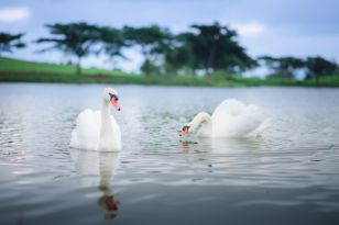 Tâm hồn và tình yêu của Thiên Nga