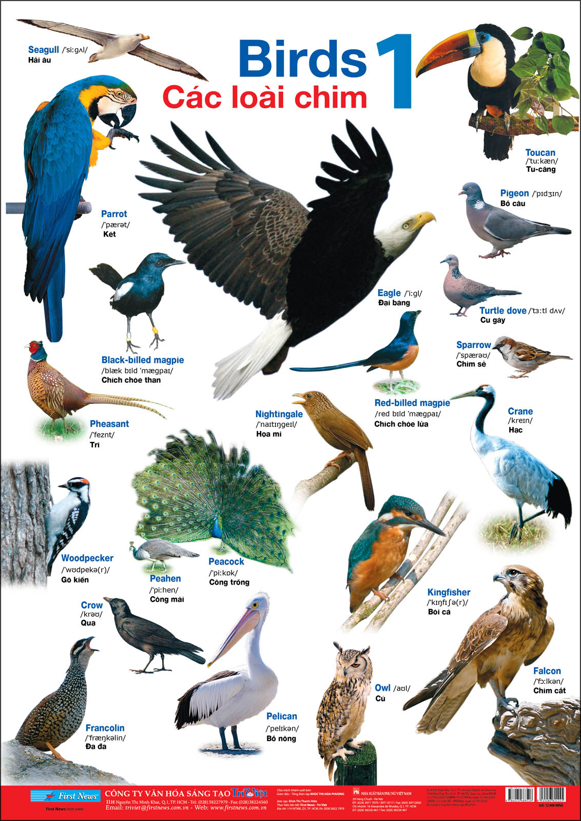 Poster Lớn - Các Loài Chim 1
